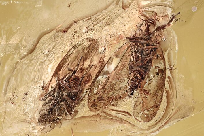 Two Fossil Leafhoppers (Cicadellidae) In Baltic Amber - Mate Guard! #325298